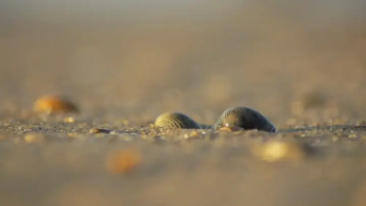 De Zee Kust fotografie