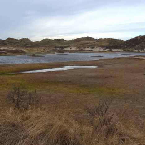 EEN HAAI IN NEDERLAND?!