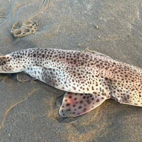 VERDWENEN EILANDEN ONTDEKT