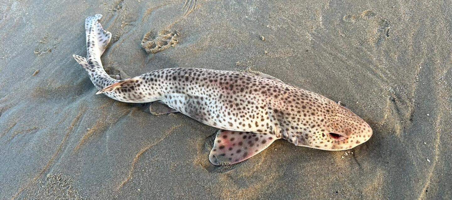 EEN HAAI IN NEDERLAND?!